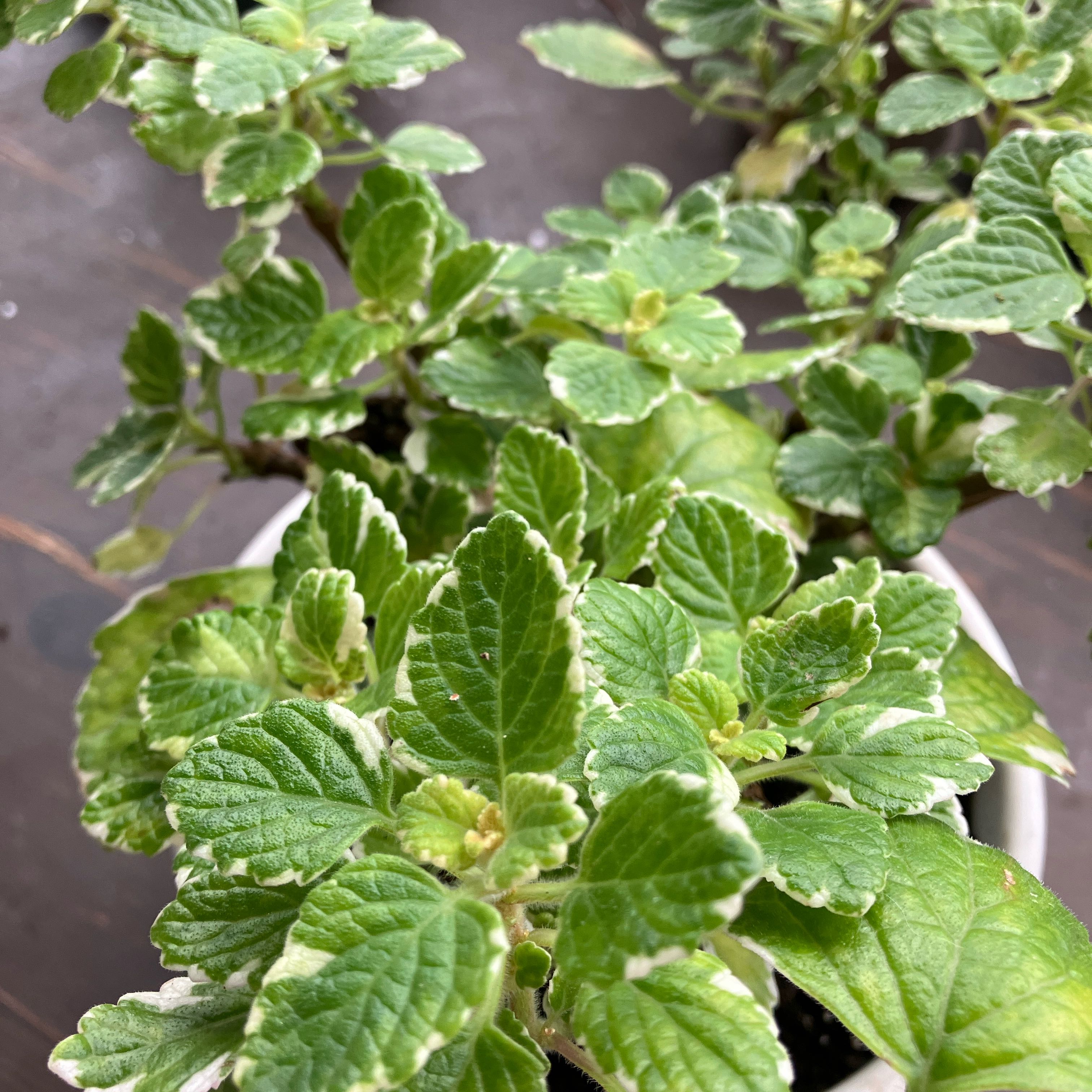 Photo of the plant species Swedish Ivy White Surf by @CleverCannalily named James Dean on Greg, the plant care app