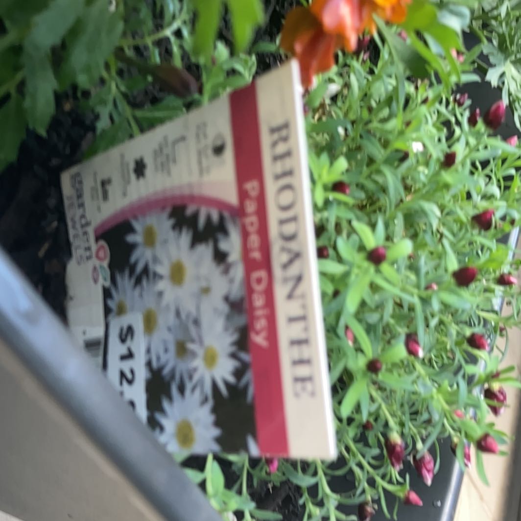 Photo of the plant species Cooper's Paper Daisy by @PureLentenrose named ChloroPhil on Greg, the plant care app