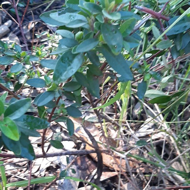Photo of the plant species Shrubby Yellowcrest by @YoungCowpoison named Tolkien on Greg, the plant care app