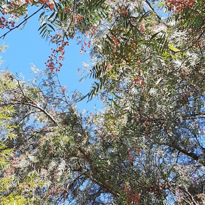 Photo of the plant species European Mountain Ash by @YoungCowpoison named Winston on Greg, the plant care app