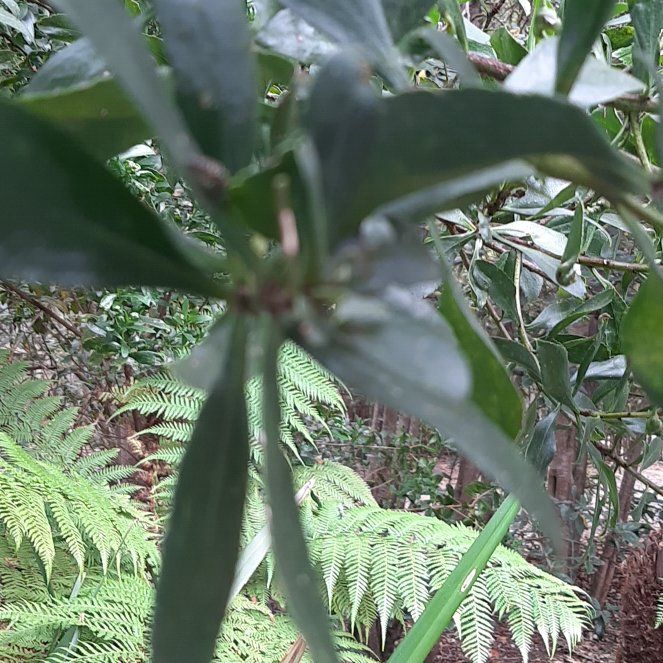 Photo of the plant species Spurgelaurel by @YoungCowpoison named Zion on Greg, the plant care app