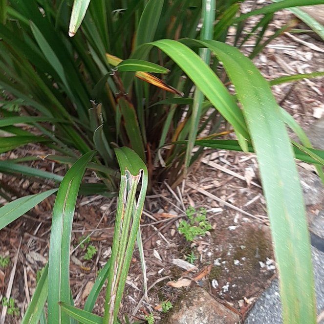 Photo of the plant species Mountain Flax by @YoungCowpoison named Madonna on Greg, the plant care app