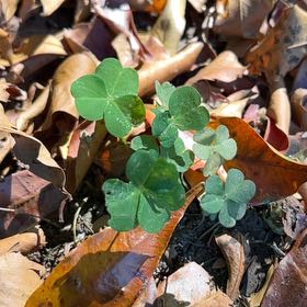 Photo of the plant species Violet Woodsorrel by @TidyCrimeanpine named Athena on Greg, the plant care app