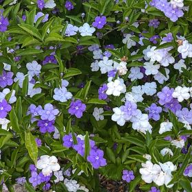 Photo of the plant species Brunfelsia by @TidyCrimeanpine named Harmony on Greg, the plant care app