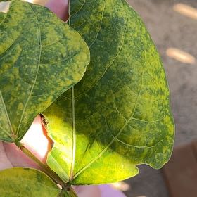 Photo of the plant species Runner Bean by @TidyCrimeanpine named Leaf Erickson on Greg, the plant care app