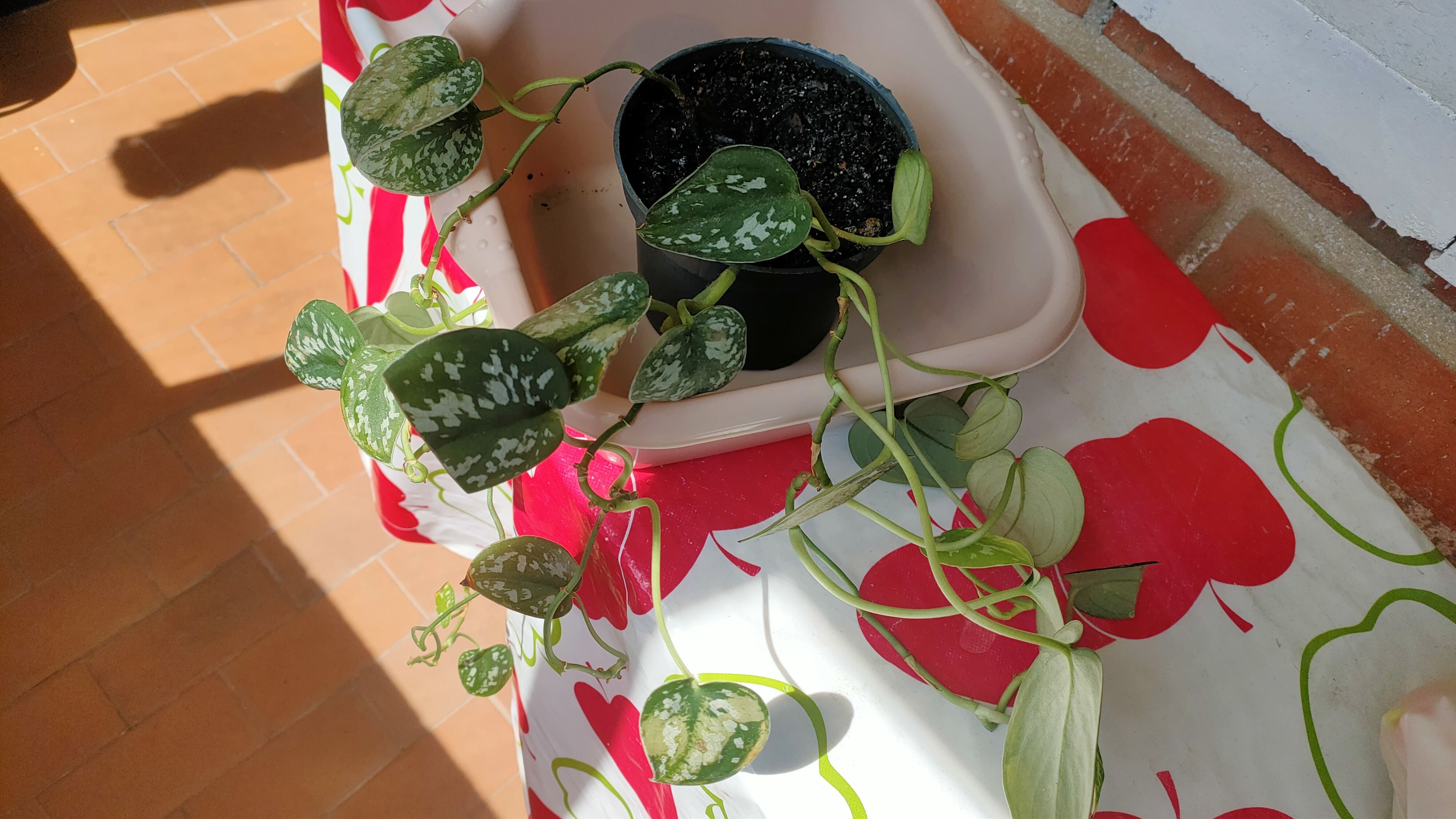 Photo from the post