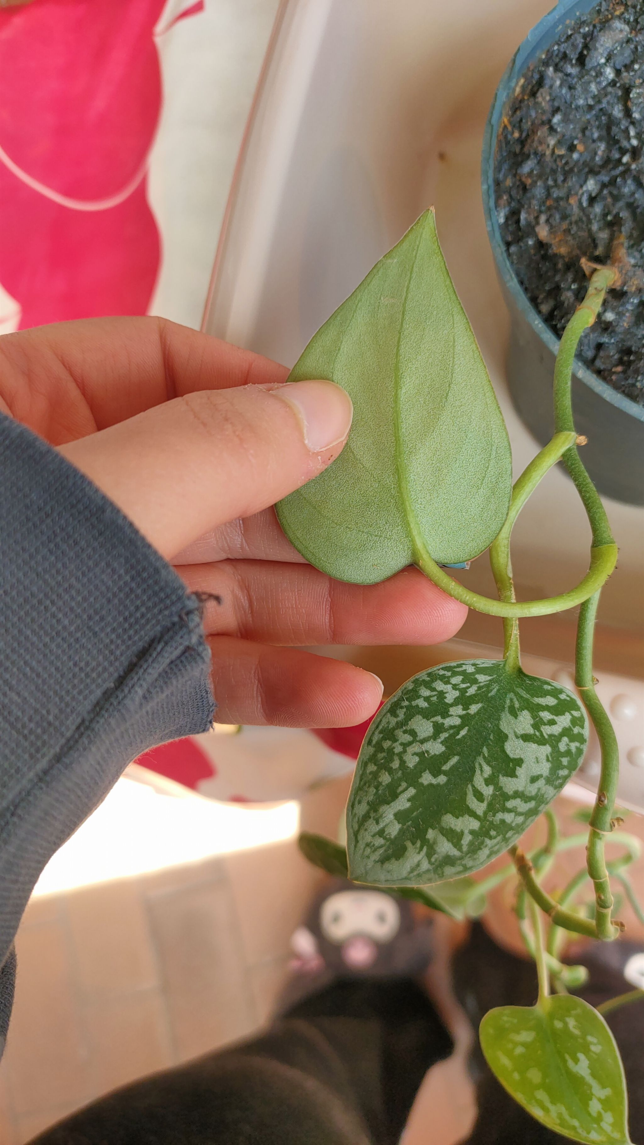 Photo from the post
