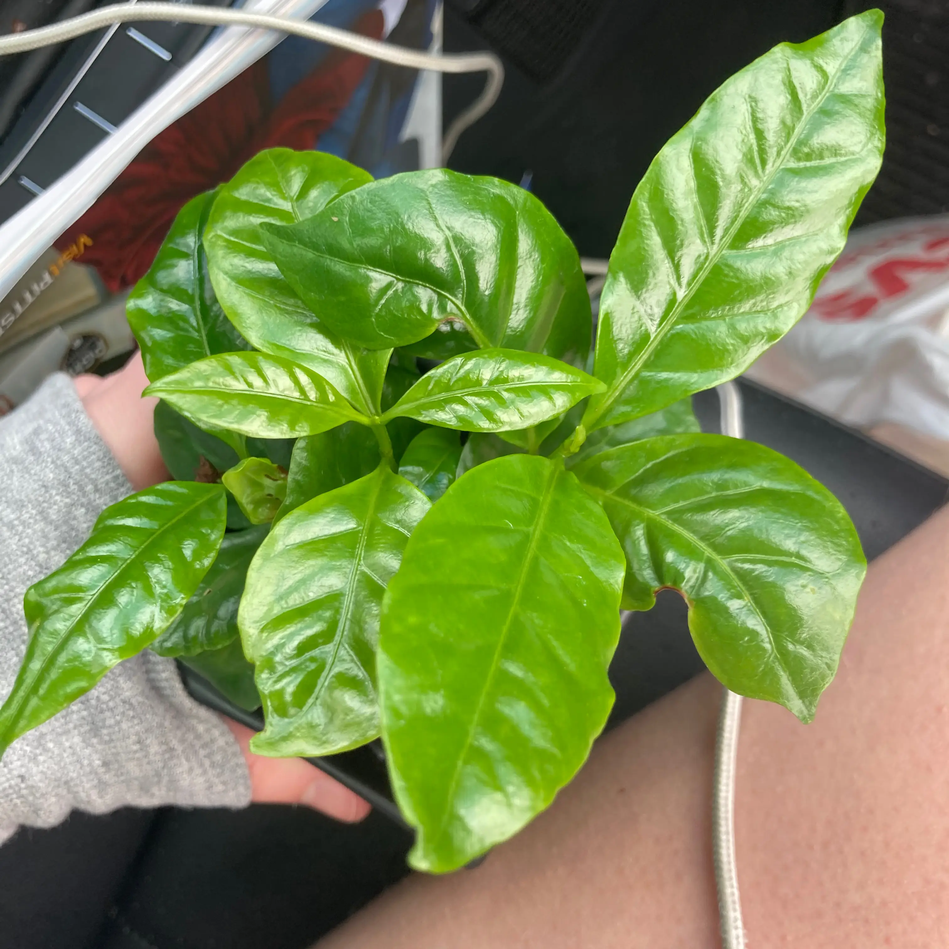 Arabian Coffee Plant plant photo by Aly named Bébé on Greg, the plant care app.