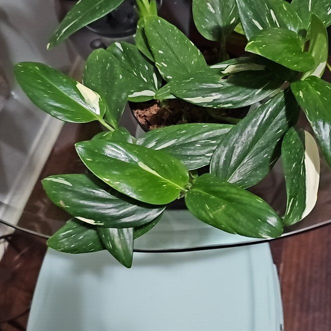 Photo of the plant species Monstera by @DollAnnualdaisy named Sage on Greg, the plant care app
