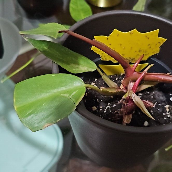 Photo of the plant species Pink Princess Philodendron by @DollAnnualdaisy named Prince on Greg, the plant care app