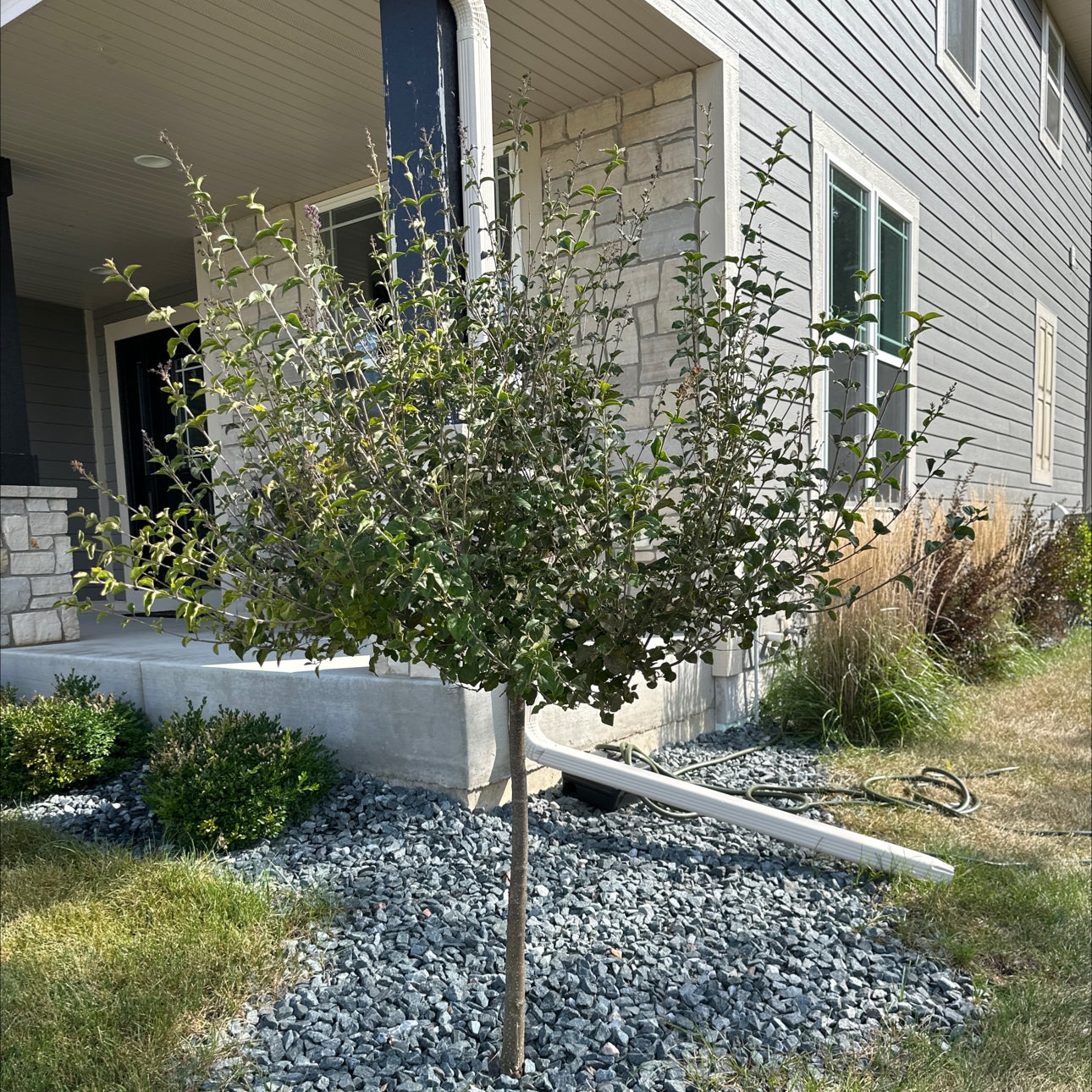 Plant care for Flaxleaf Menodora on Greg, the plant care app