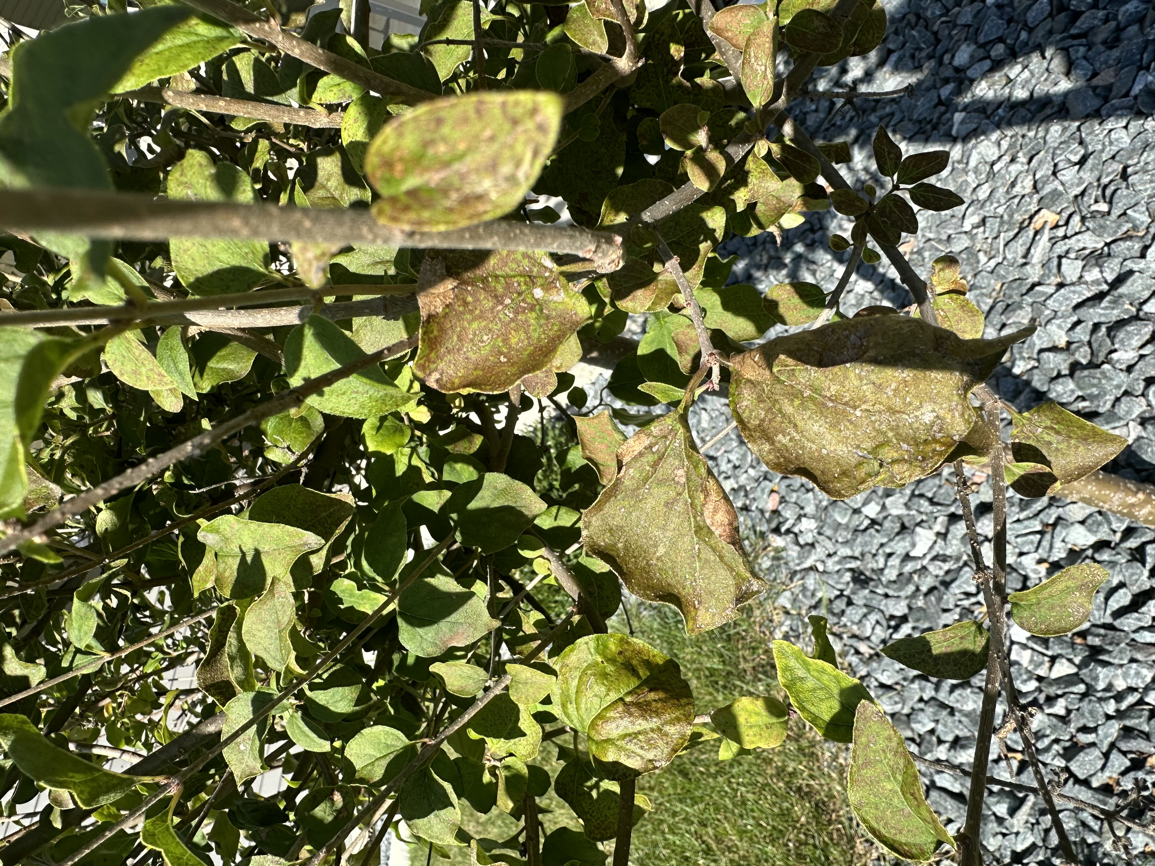 Photo from the post