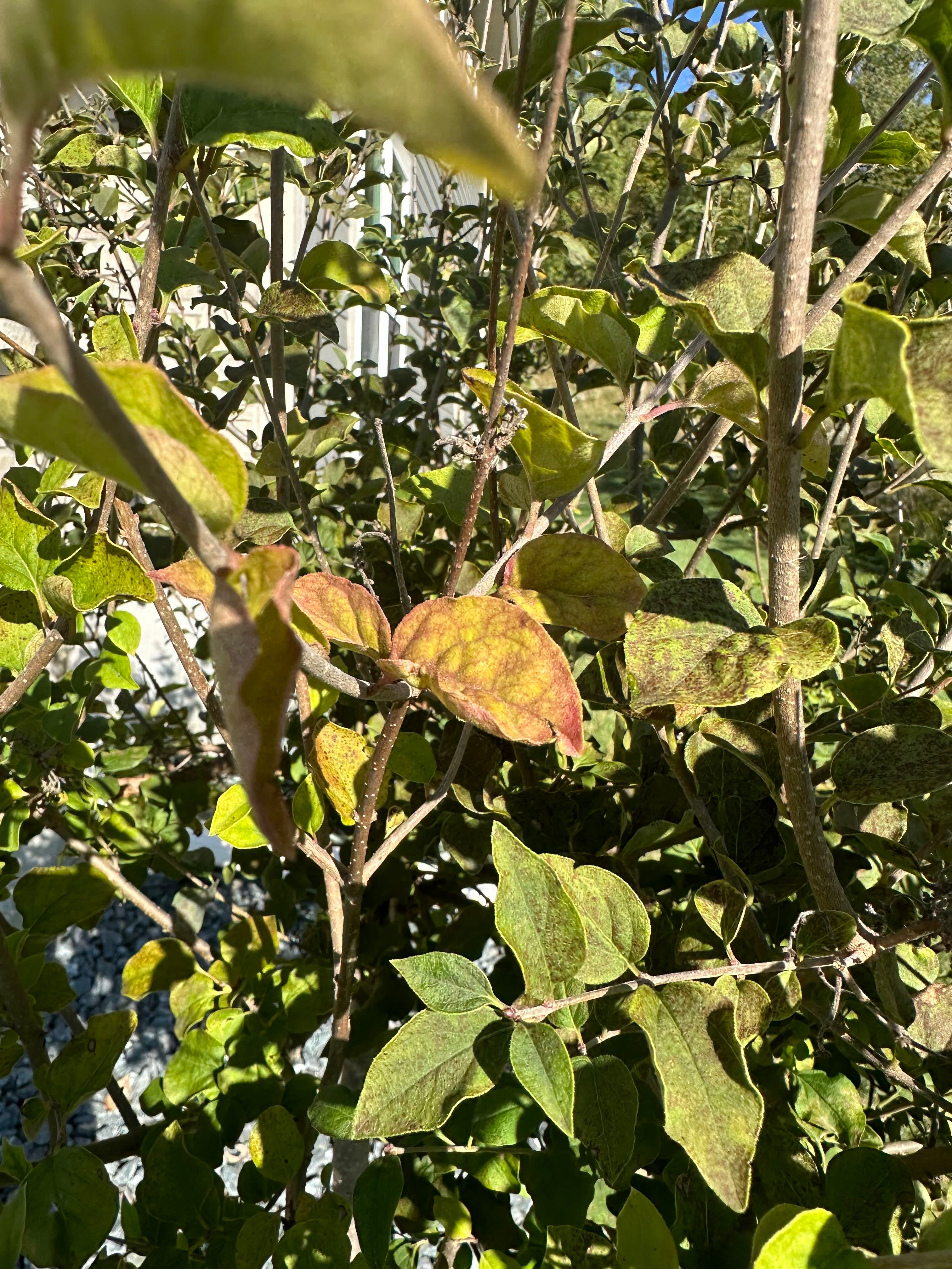 Where Can Lilac Grow? Zones 3a-7a