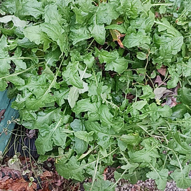 Photo of the plant species Oriental False Hawksbeard by @StylishPigsears named Baesil on Greg, the plant care app