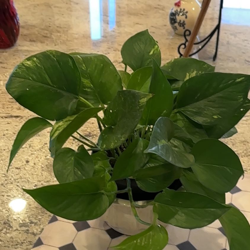 Tree Diddy | A plant by @BestCurryplant on Greg