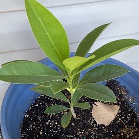 Photo of the plant species Magnolia by @AbleRedveindock named Hemingway on Greg, the plant care app