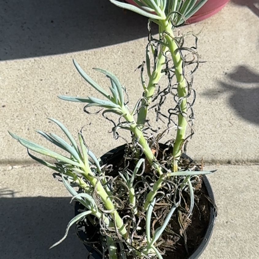 Photo of the plant species Pitcher's Thistle by @NovelSugarvine named Eva on Greg, the plant care app