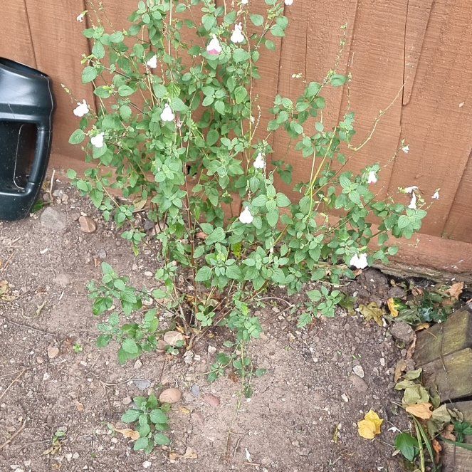 Photo of the plant species Salvia by @SupremeChamise named Taylor Swift on Greg, the plant care app