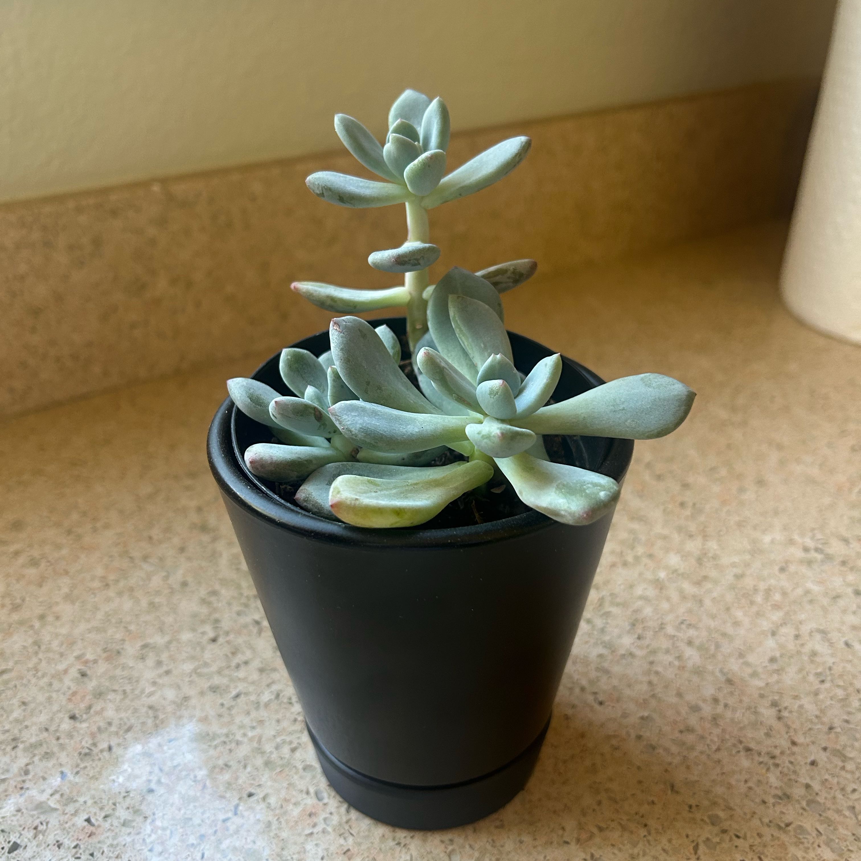 Photo of the plant species Pachyveria 'Blue Jasper' by @reinaliliana named Darwin on Greg, the plant care app