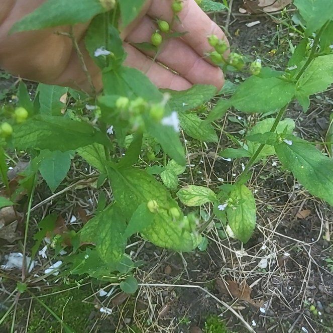 Photo of the plant species Indian Tobacco by @ProGreengoddess named Apollo on Greg, the plant care app