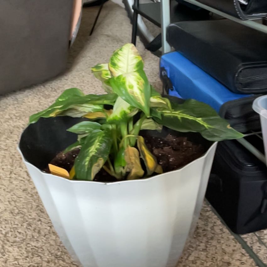 Photo of the plant species Mixed Genus by @TotalSoftbrome named Drake on Greg, the plant care app