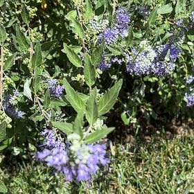 Photo of the plant species Blue Mountain Lilac by @HumaneBreweroak named Duke on Greg, the plant care app