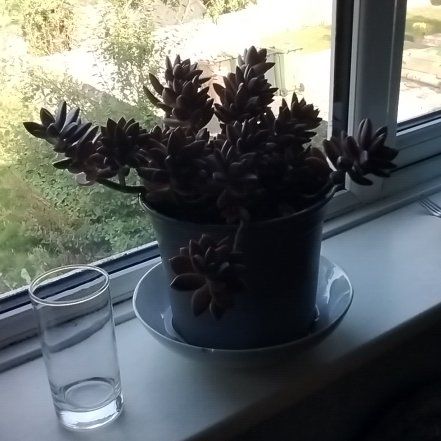 Photo of the plant species Graprosedum 'Bronze' by @JZ40 named MEGATRON on Greg, the plant care app