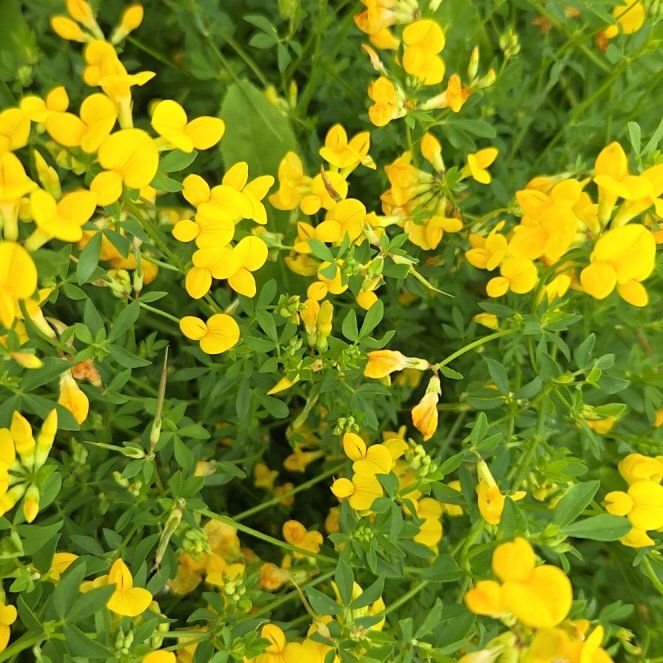 Photo of the plant species Bird's-Foot Trefoil by @ZealMirabilis named Fernie Saunders on Greg, the plant care app