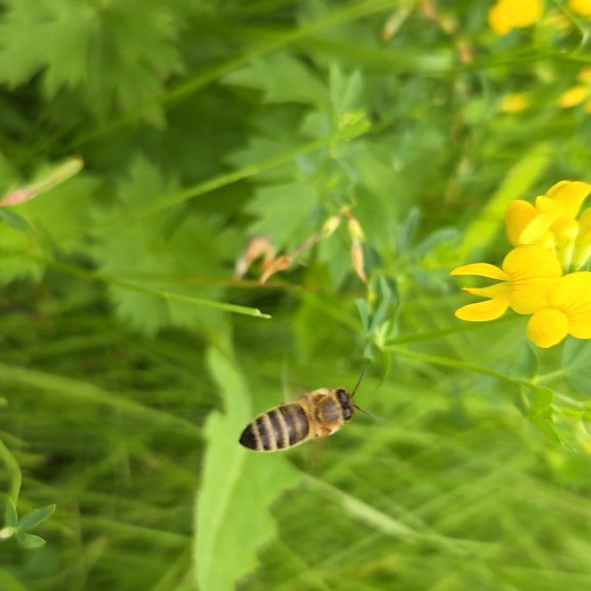 Photo of the plant species Bird's-Foot Trefoil by @ZealMirabilis named Peter Parker on Greg, the plant care app