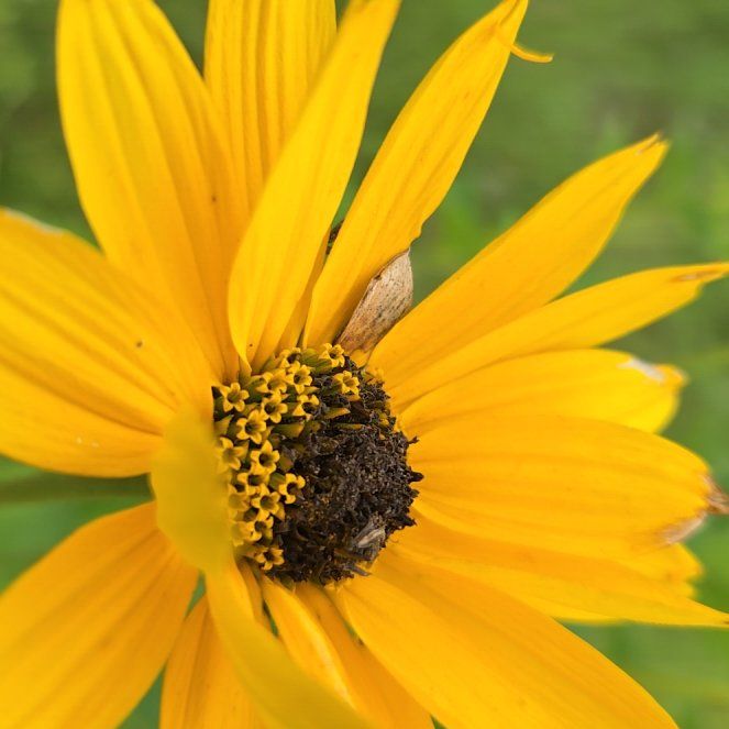 Photo of the plant species Smooth Oxeye by @ZealMirabilis named Leaf Erickson on Greg, the plant care app