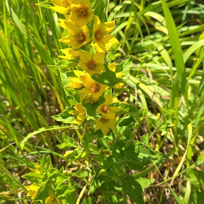 Photo of the plant species Dotted Loosestrife by @ZealMirabilis named Apollo on Greg, the plant care app
