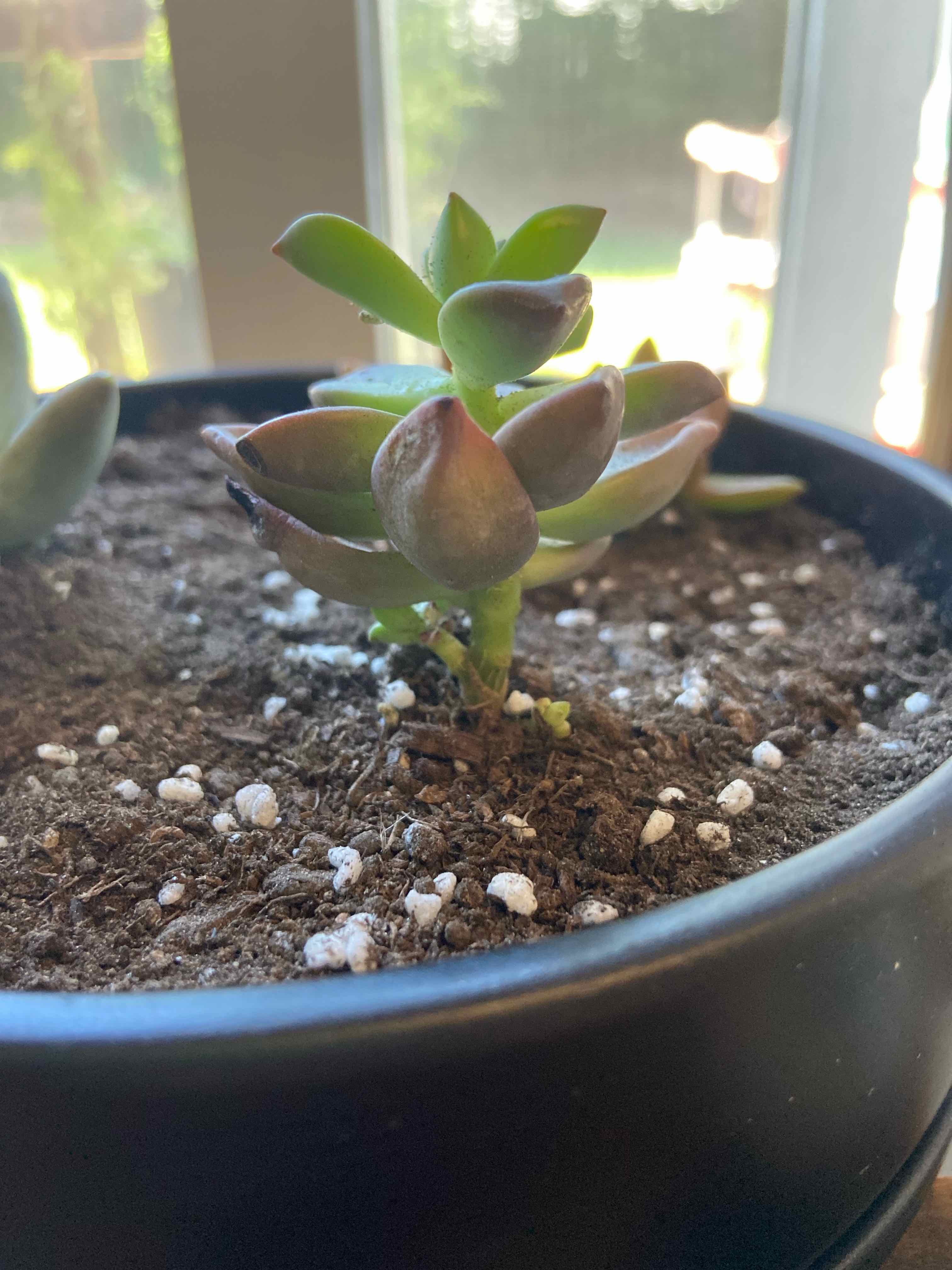 A healthy Five Stamen Graptopetalum succulent in a pot with visible soil.