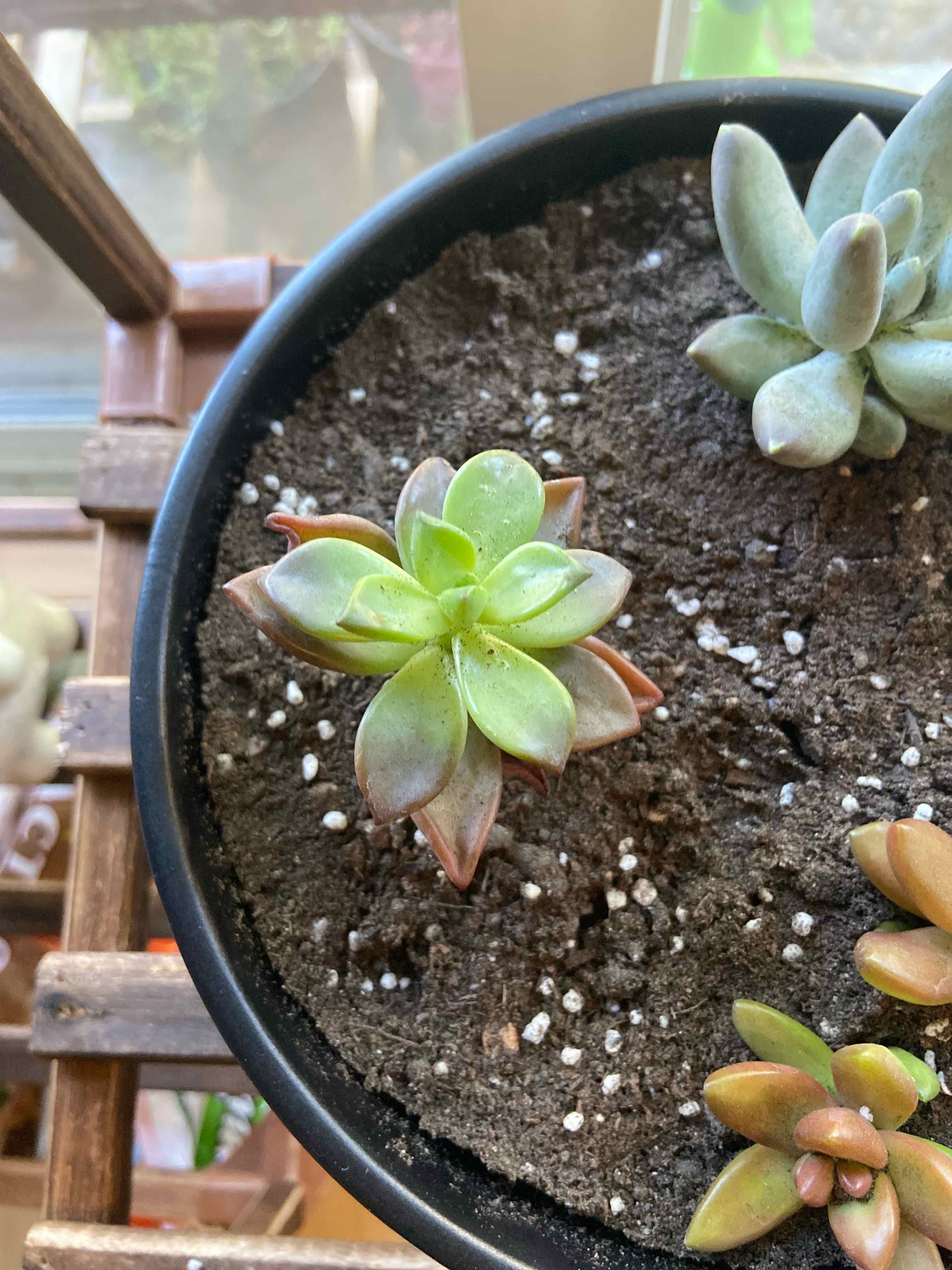 Five Stamen Graptopetalum succulent in a pot with visible soil and slight leaf discoloration.