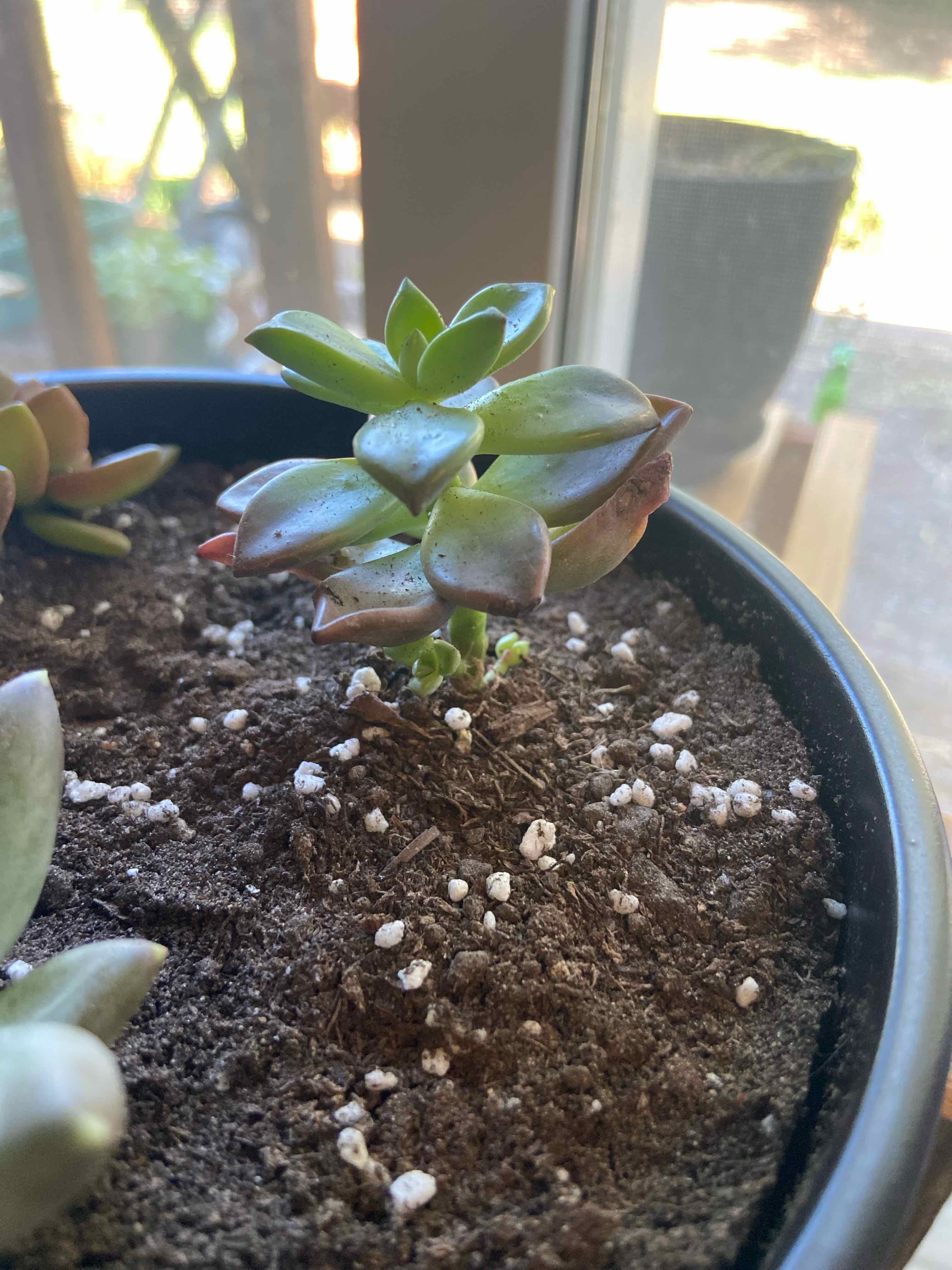 Five Stamen Graptopetalum plant in a pot with visible soil and some browning on the leaves.