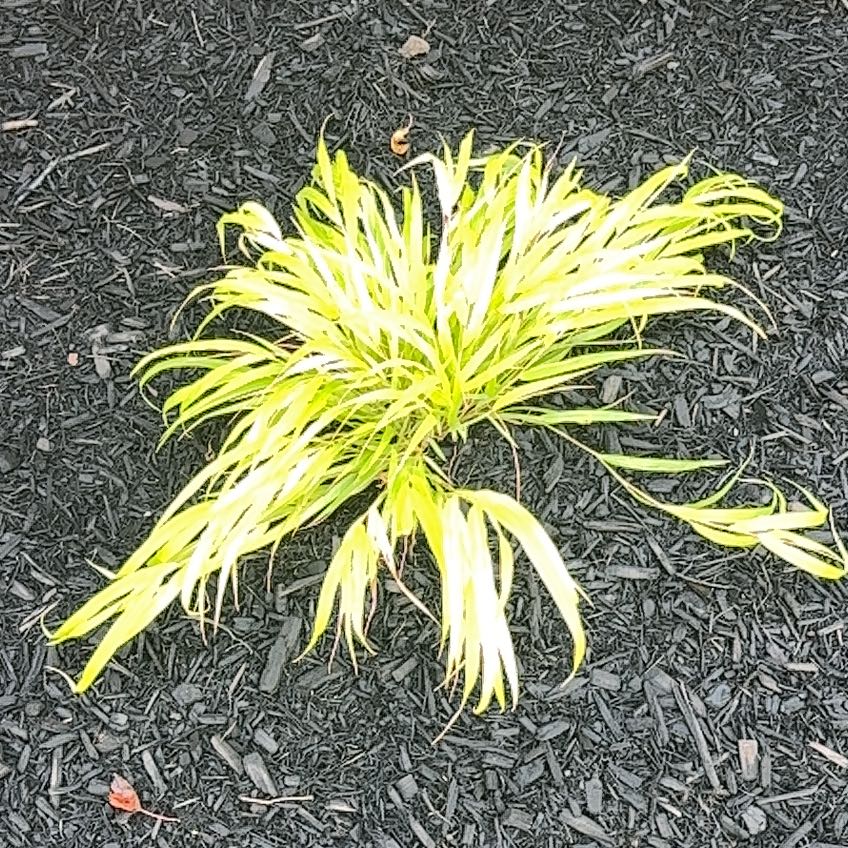 Photo of the plant species Red Baron Blood Grass by @MatchlessGreen named Madonna on Greg, the plant care app