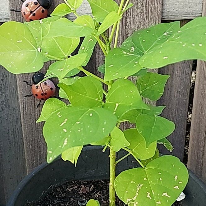 Photo of the plant species African Coral Tree by @VerifiedCoconut named Fernie Mercury on Greg, the plant care app