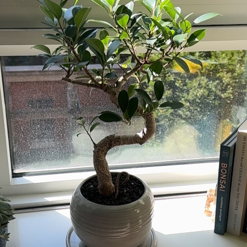 Photo of the plant species Contorted Chinese Banyan by @SpeedyLacefern named Hal on Greg, the plant care app