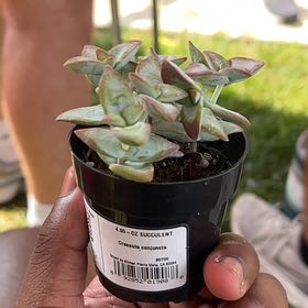 Photo of the plant species jade by @QueenMoonflower named Orlando Bloom on Greg, the plant care app