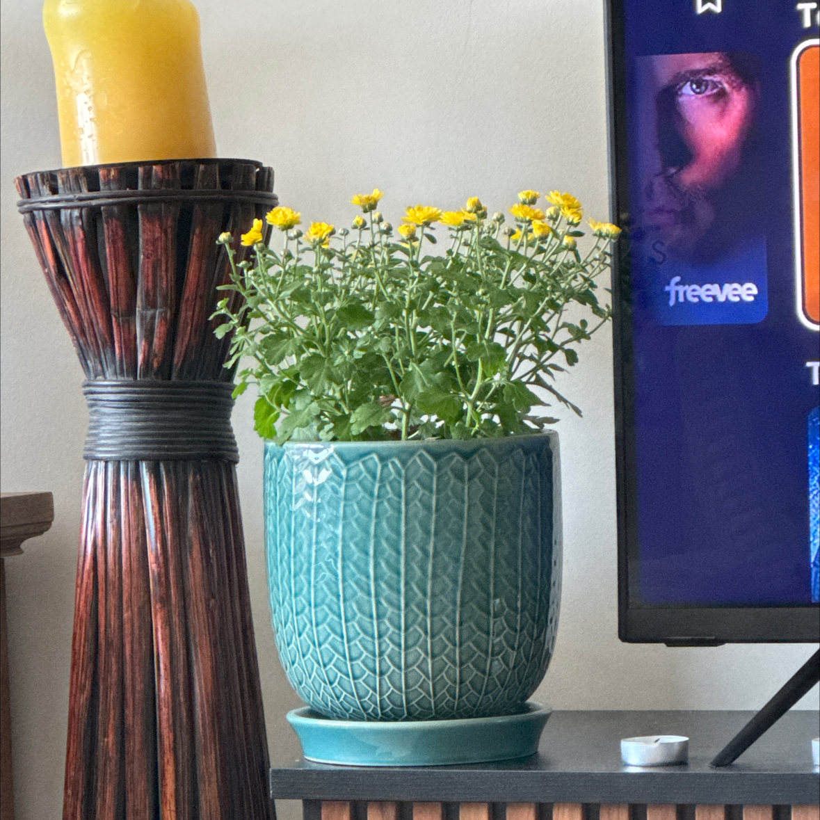 Photo of the plant species Garden Mum by @NobleSowthistle named Marley on Greg, the plant care app