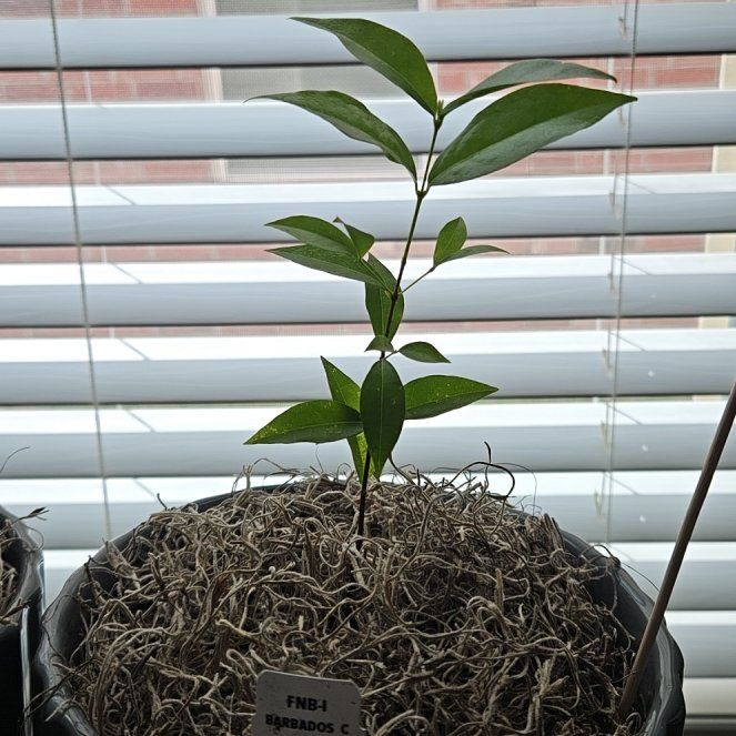 Photo of the plant species Barbados Cherry by @HTownD named Cherry 🍒 on Greg, the plant care app