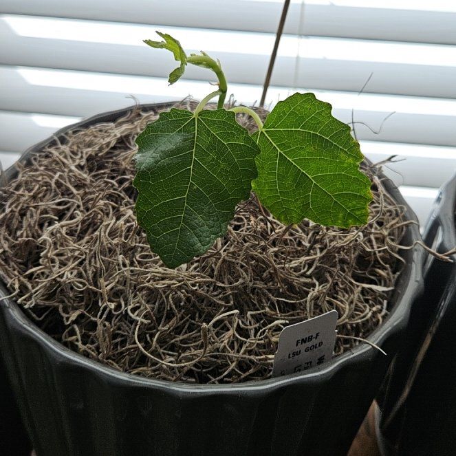 Photo of the plant species LSU Gold Fig by @HTownD named Figyonce ⛸️ on Greg, the plant care app