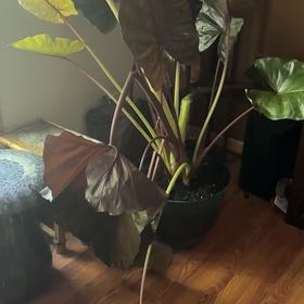 Photo of the plant species Metal Head Alocasia by @ManyCoffeebush named Elle on Greg, the plant care app