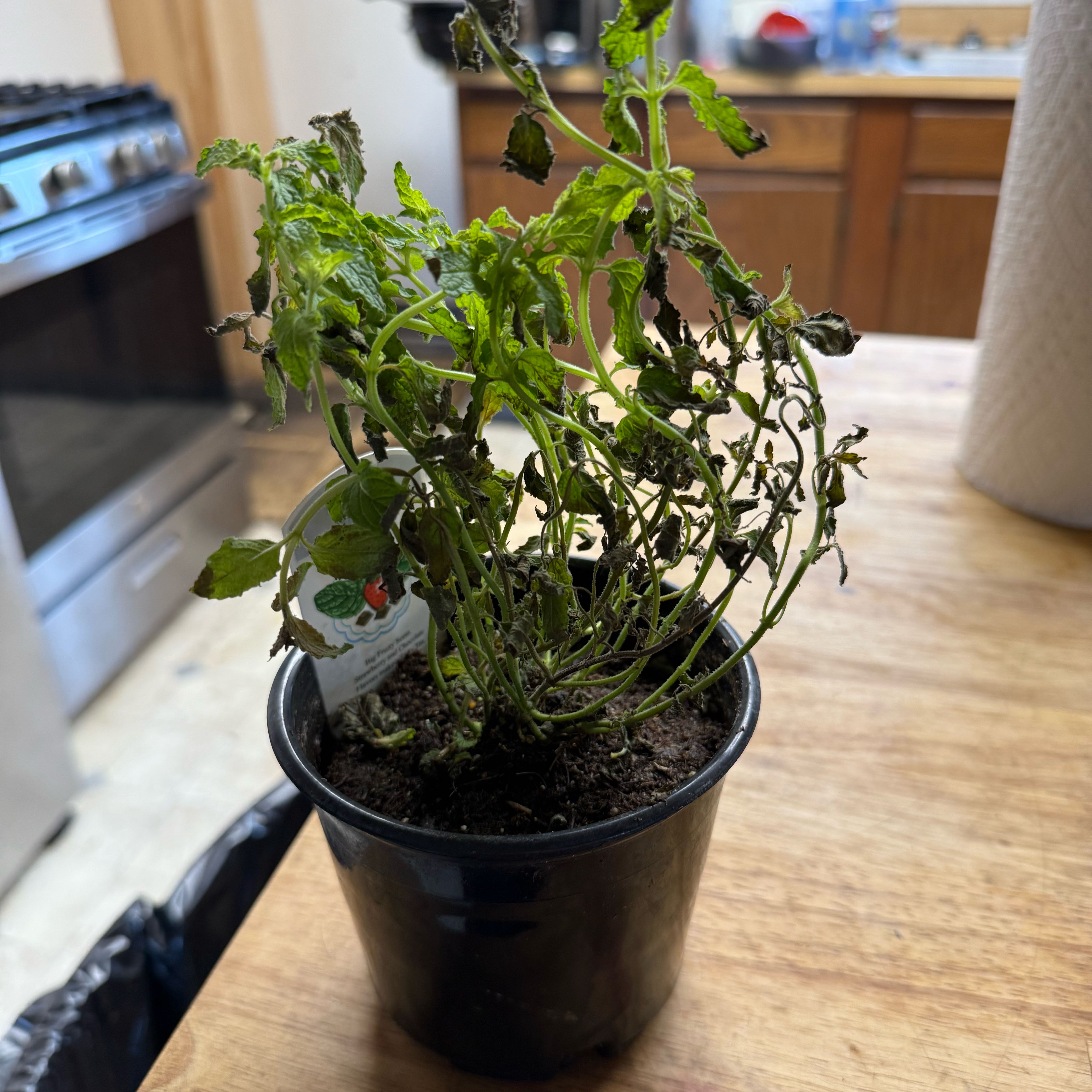 Photo of the plant species Strawberry Mint by @DrivenSeadahlia named Hamilton on Greg, the plant care app