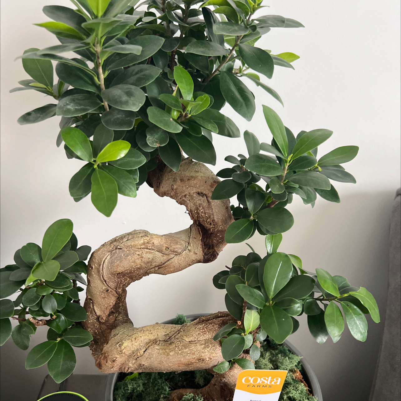 Photo of the plant species Bonsai by Shelly named Forrest on Greg, the plant care app