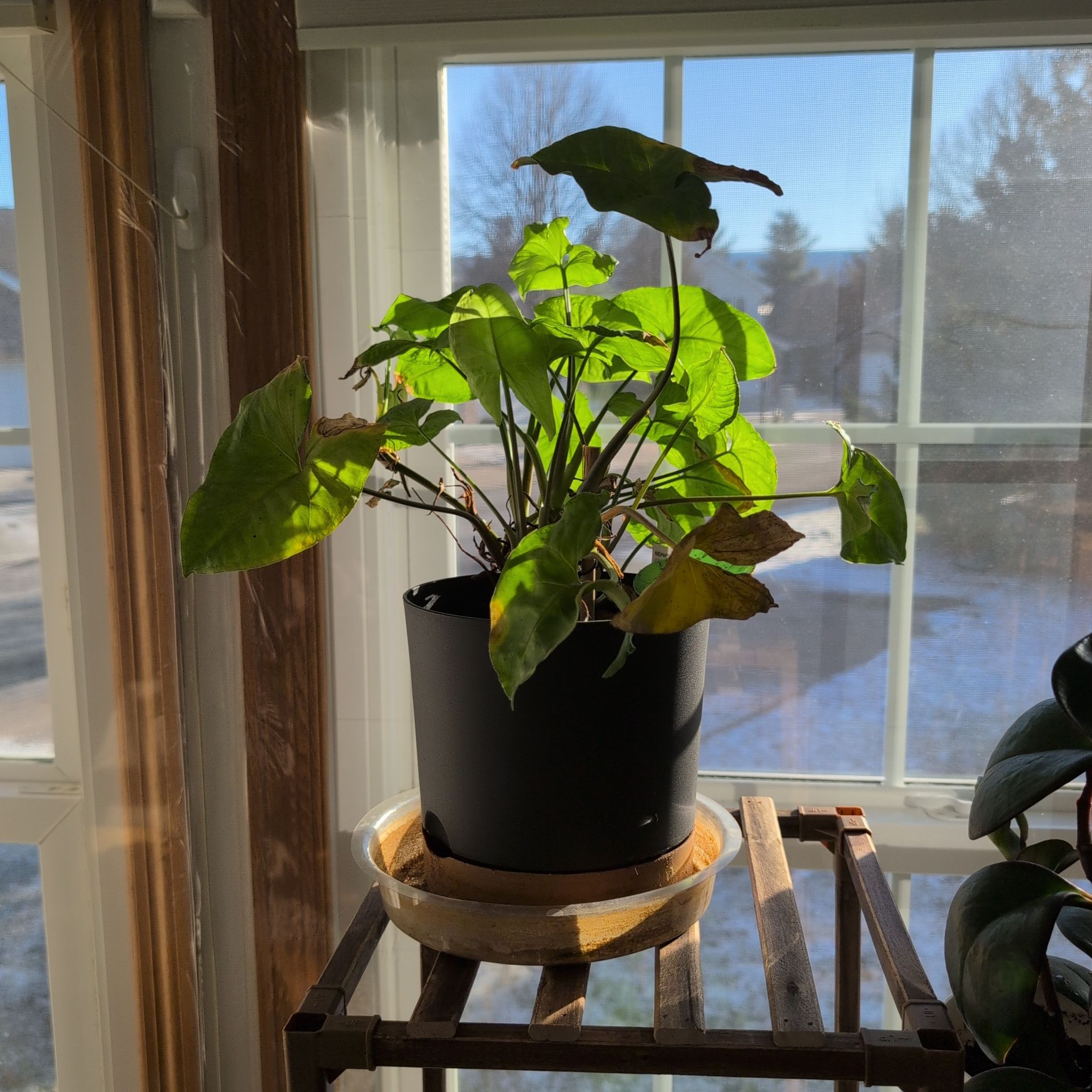 Photo of the plant species Green Nephthytis Plant by @blue3c named Khaleesi on Greg, the plant care app