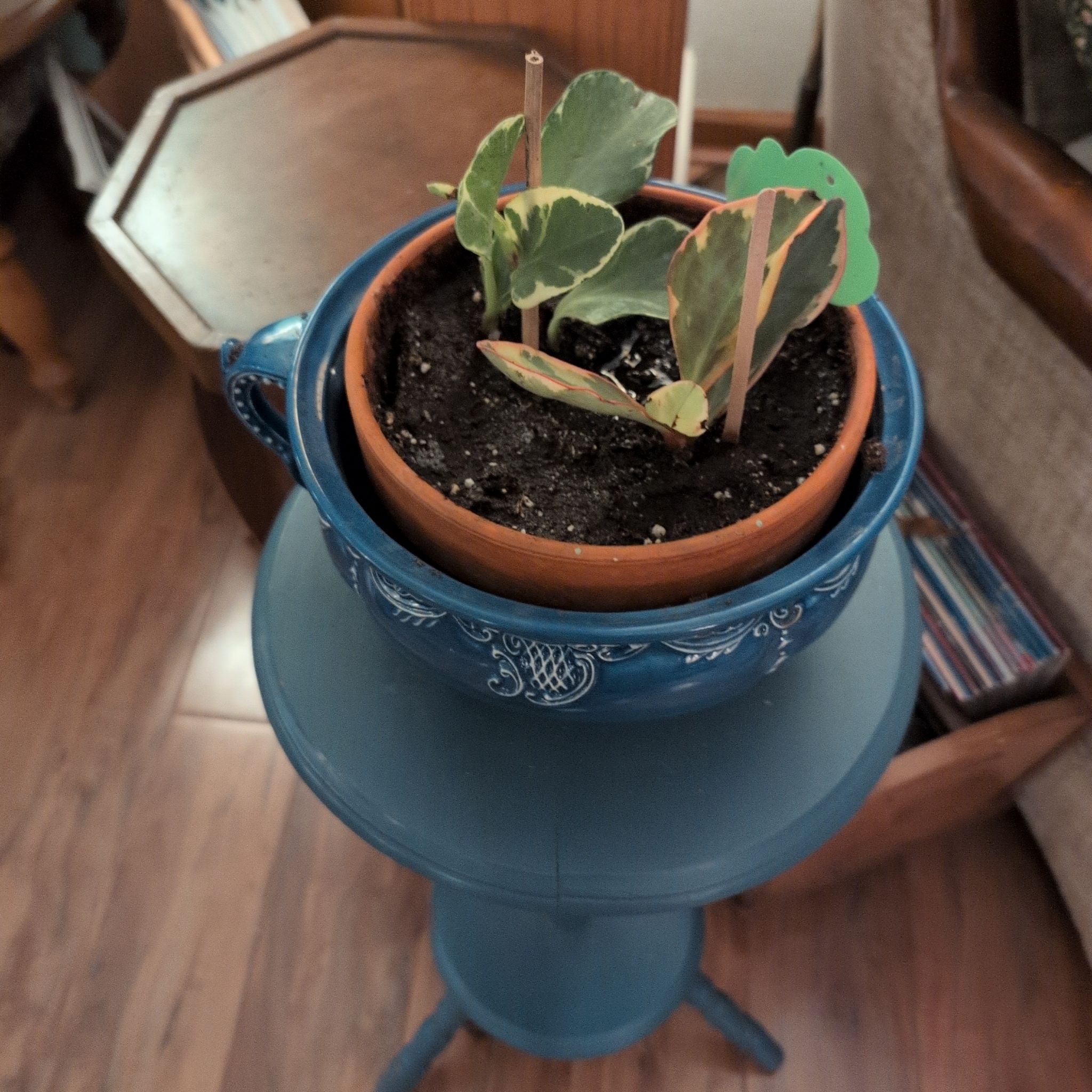 Photo of the plant species Variegated Peperomia Scandens by @blue3c named Drake on Greg, the plant care app
