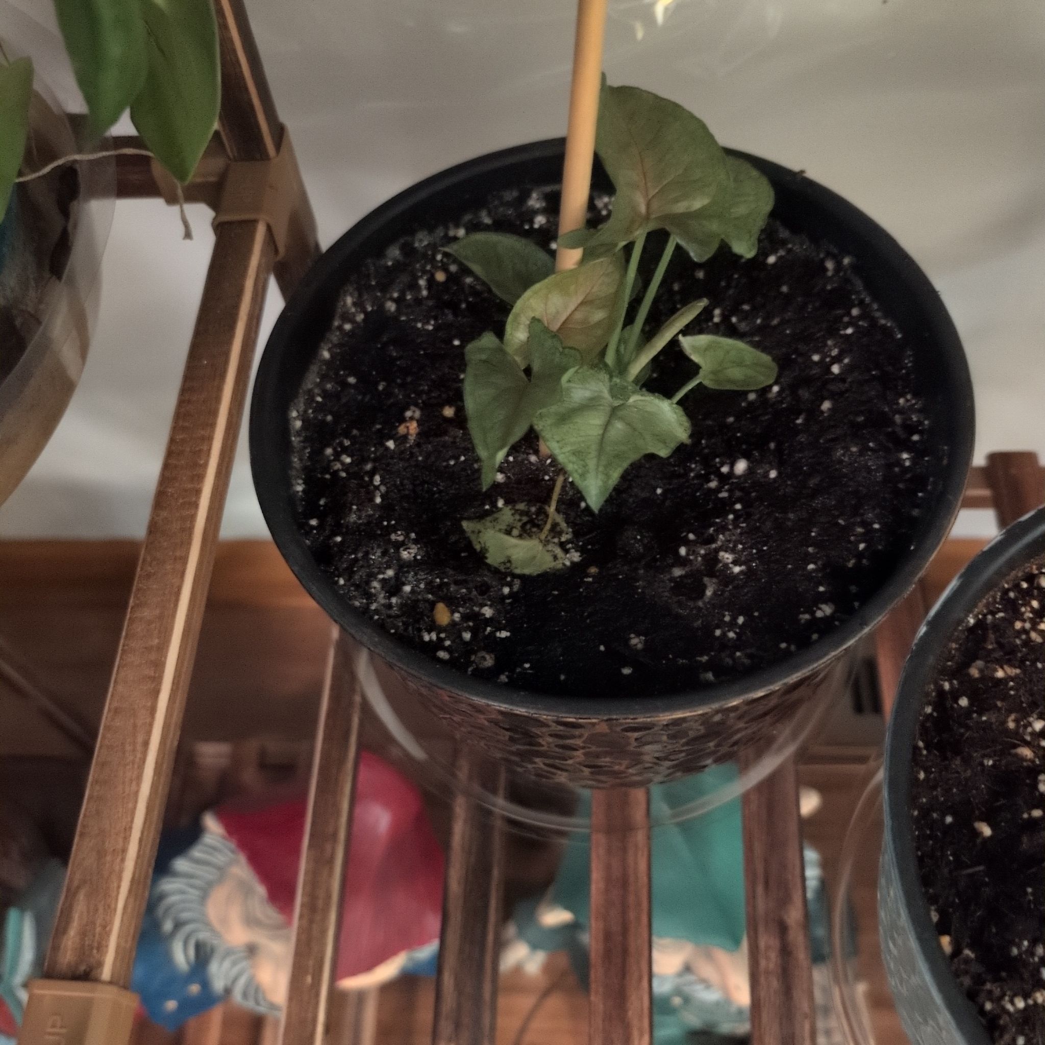 Photo of the plant species Green Nephthytis Plant by @blue3c named Tupot amaroot on Greg, the plant care app