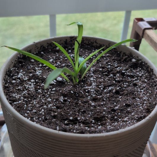 Photo of the plant species Tradescantia 'Sweet Kate' by @blue3c named Huckleberry Fern on Greg, the plant care app