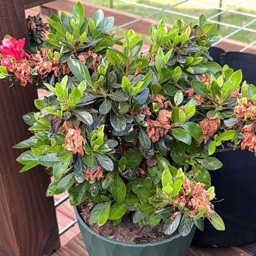 Photo of the plant species Azalea by @AgelessJicaro73 named Tolkien on Greg, the plant care app