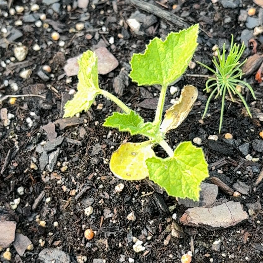 Photo of the plant species Jack Be Little Pumpkin by @AgelessJicaro73 named Emerson on Greg, the plant care app